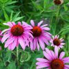 Echinacea 60db - JAVALLAT®