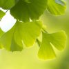 Ginkgo 60db - JAVALLAT®