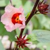 Hibiszkusz 60db - JAVALLAT®